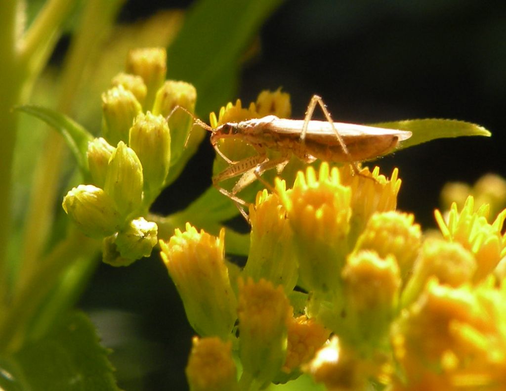 Nabidae: Nabis sp dell''Emilia (RE)